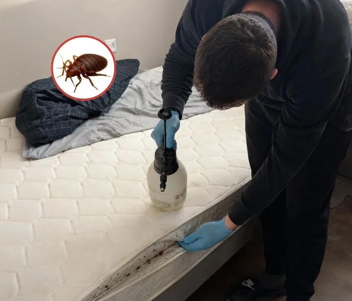 Technicien traitant un matelas contre les punaises de lit à Luzarches